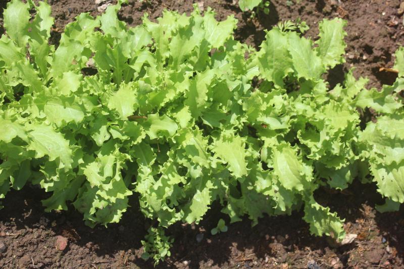 Semons de petites surfaces de nos légumes à intervalles de 2 à 3 semaines pour étaler la production dans le temps.