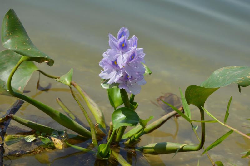 Plante aquatique, la jacinthe d’eau fait partie de la liste d’espèces exotiques envahissantes de préoccupation européenne établie en août 2016.