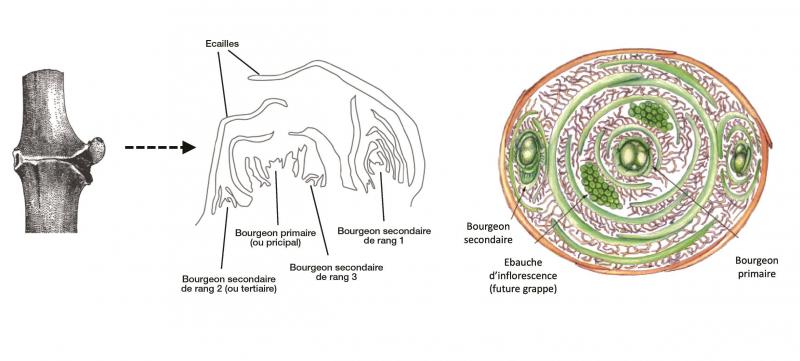 Figure 2: structure schématique des yeux latents chez la vigne.