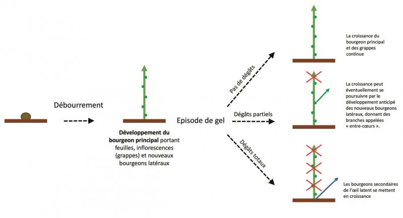 Figure 3: schématisation simplifiée des réactions de la vigne suite à des dégâts de gel sur jeunes pousses.