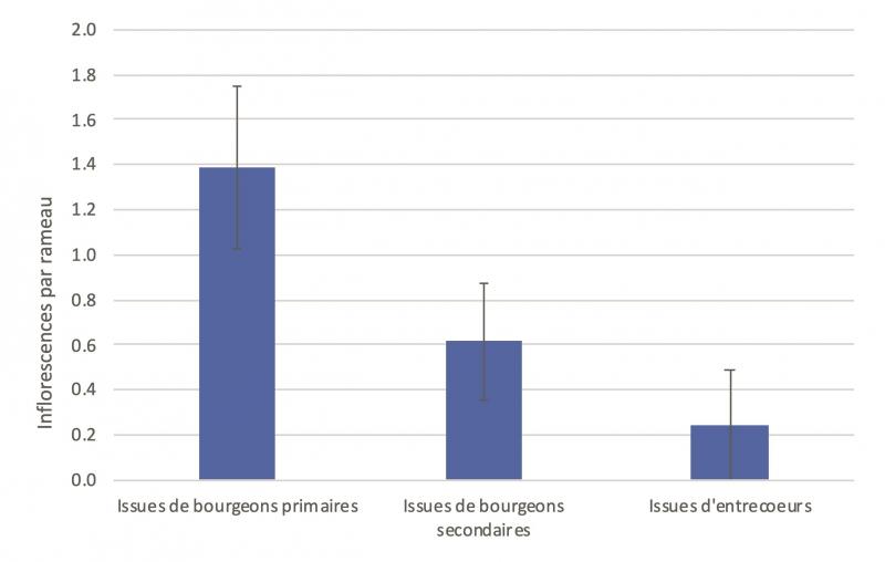 Figure 5: nombre moyen d’inflorescences observées sur les différents rameaux.