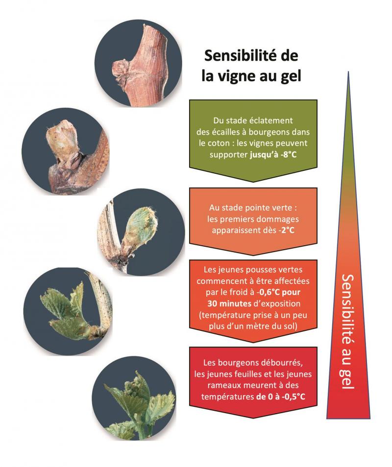 Figure 1: sensibilité de la vigne au gel en fonction de son stade de développement.