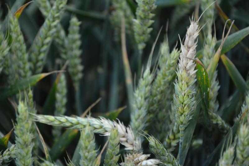 Depuis 2016, la fusariose se caractérise par sa quasi-absence. Gardons cependant en tête  que les traitements uniques à la dernière feuille ne protègent pas suffisamment les épis  et sont même capables de stimuler la production de DON dans certaines situations. En condition de risque élevé, les traitements uniques au stade 39 doivent donc impérativement être suivis par un traitement à la floraison avec un produit efficace contre la fusariose.