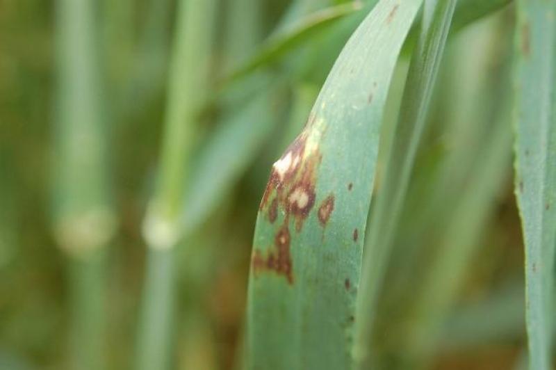 Symptômes de Rhynchosporiose.
