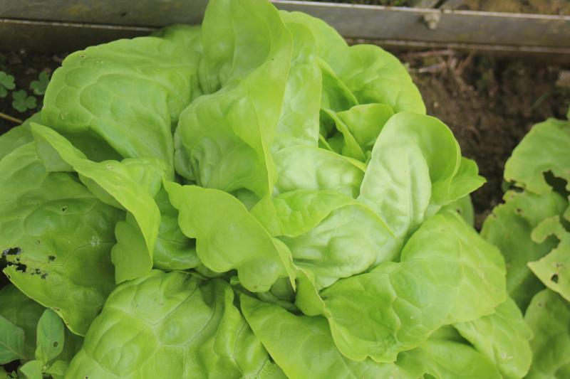 En disposant d'une couche ou d'une serre, nous élargissons  les possibilités de production de légumes frais.