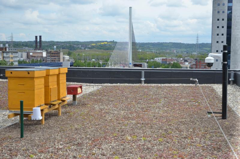 Le rucher connecté est relié à une webcam qui permet de visualiser en ligne l’activité des abeilles à n’importe quel moment.