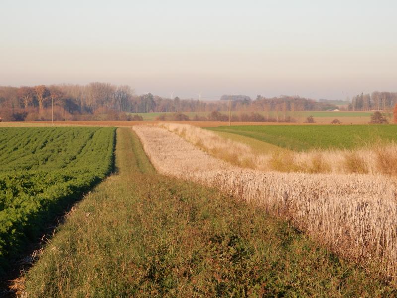 Une bande aménagée favorable à la petite faune des plaines.