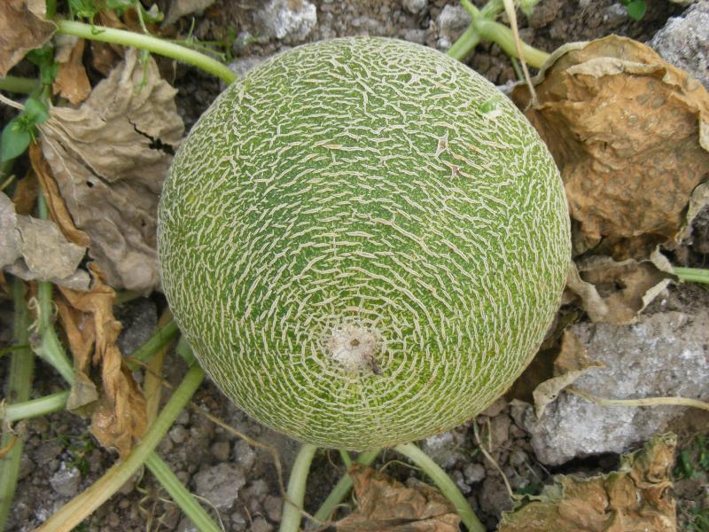 L'aspect du fruit est une caractéristique variétale mais aussi une image importante pour la présentation à la vente. Le choix des variétés brodées dépend aussi des modes comme c'est le cas actuellement parmi les hybrides proposés par les maisons de  sélection.