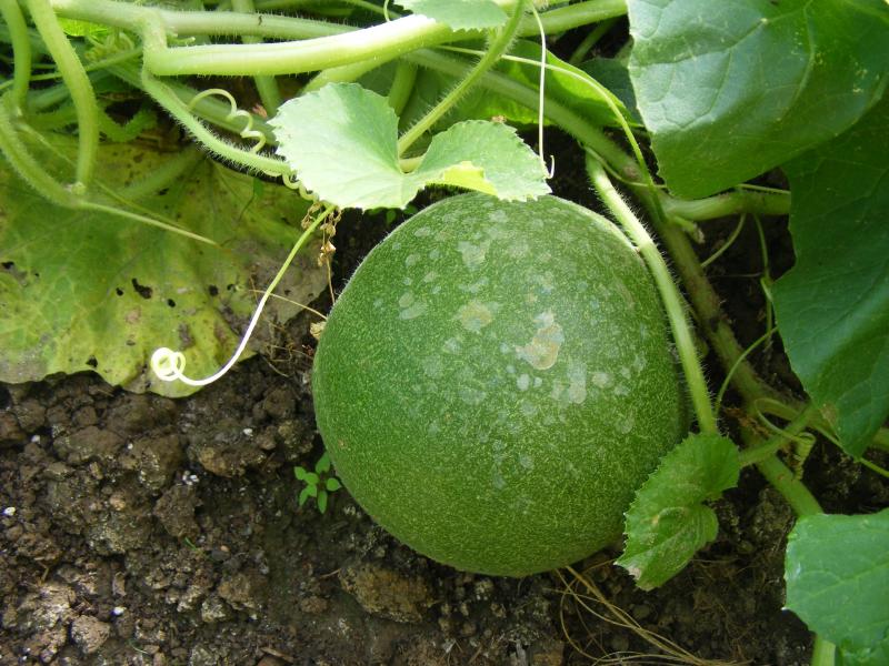 Les brûlures du soleil sur les gouttes d'eau peuvent altérer la présentation des fruits.