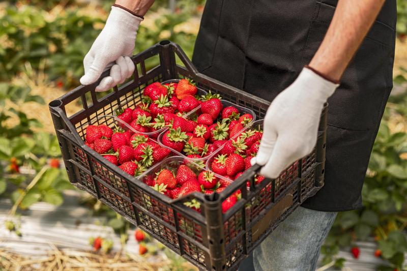 Appréciées des consommateurs et typiquement de saison, les fraises constituent un produit d’appel commercialisé en début de saison permettant à de nombreux producteurs de reconstituer leur trésorerie au sortir de l’hiver.