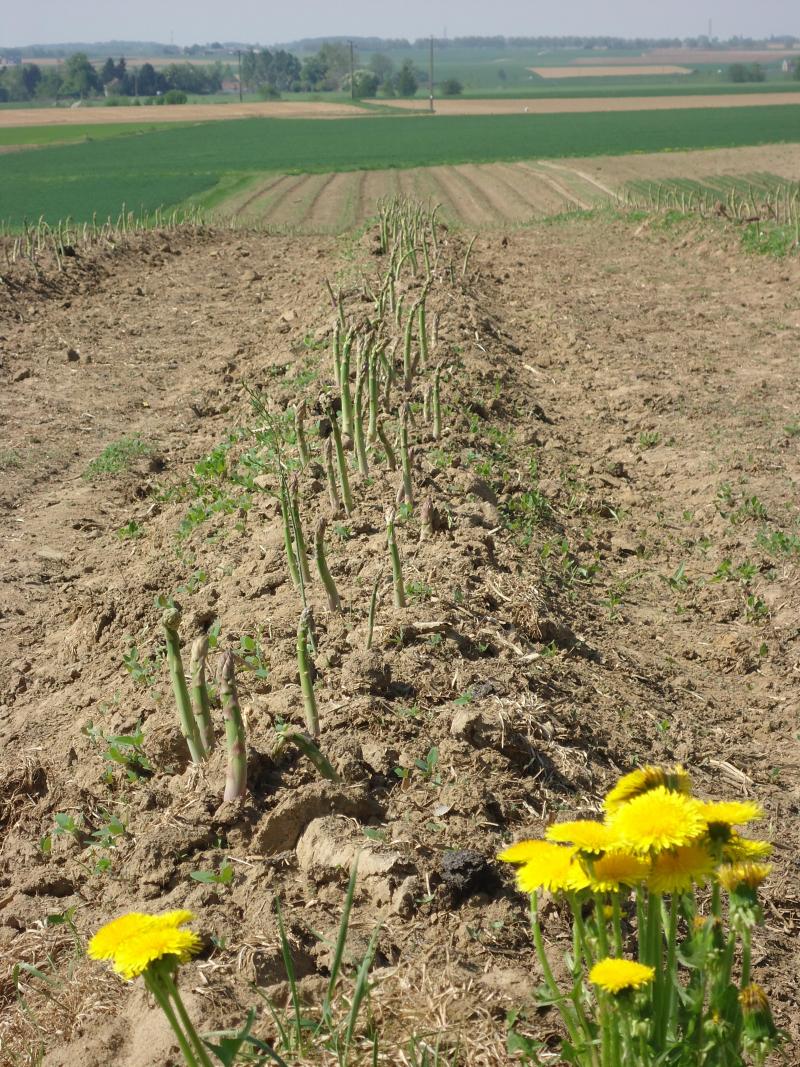 Les premières griffes ont été plantées il y a 15 ans et produisent encore.