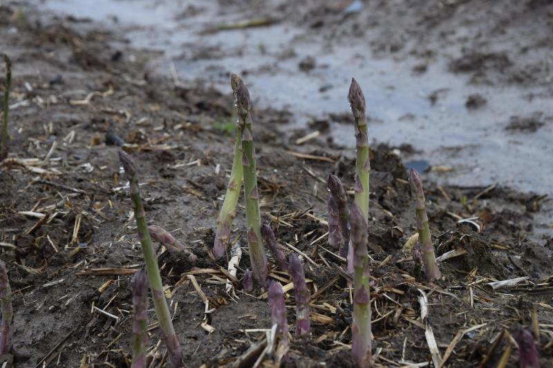 Les asperges sont récoltées à la main à 25 cm, lavées, coupées à la même hauteur et proposées en botte de 500 g.