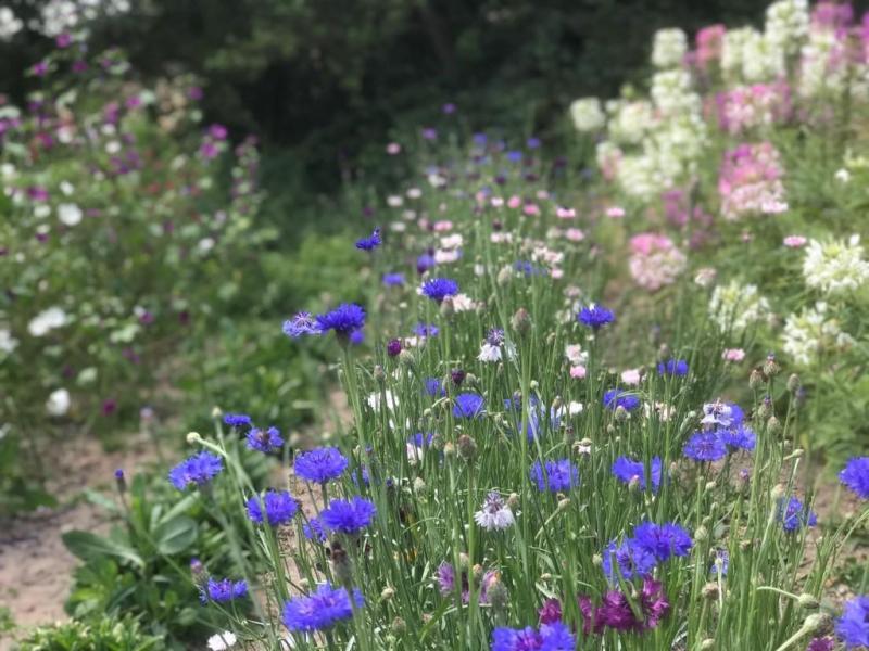 Cosmos, Capucines, Fenouil, Pensées, Sauges, Bourraches, Thym, Origans, Mauves, Coriandre, Tagètes, Roses Anciennes, Calendula, Camomilles, Lavandes ... sont autant de plantes cultivées par Marguerite que vous pouvez retrouver dans votre assiette, en infusion ou produit de soin.