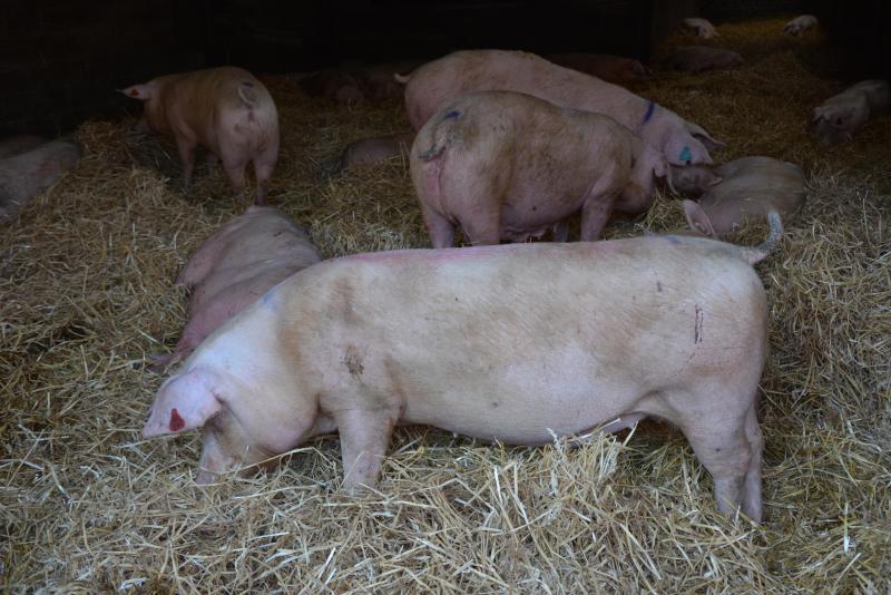 Le respect du bien-être animal constitue un des deux piliers du label « Le cochon bien-être ». Ainsi, chez Guillaume Surlémont, un des éleveurs partenaires du projet,  les truies vivent en liberté sur des aires paillées.