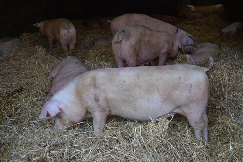 Le respect du bien-être animal constitue un des deux piliers du label « Le cochon bien-être ». Ainsi, chez Guillaume Surlémont, un des éleveurs partenaires du projet, les truies vivent en liberté sur des aires paillées.