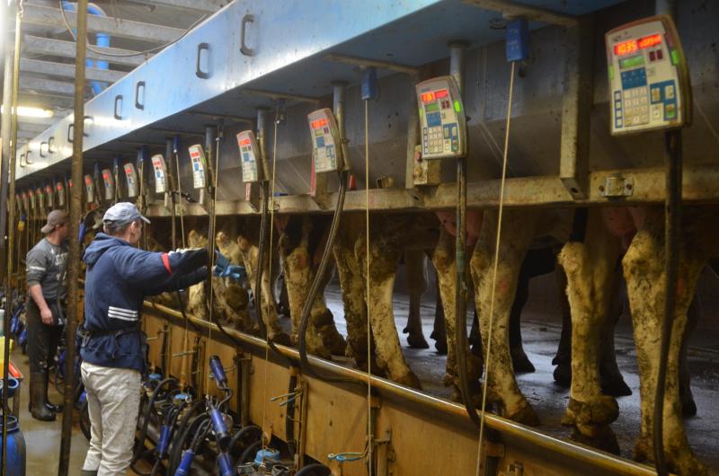 Si le bien-être animal est au coeur des préoccupations, celui de l’éleveur et du personnel, doit l’être également.  La structure doit être pensée de manière à pouvoir soulager toutes les personnes qui y travaillent.