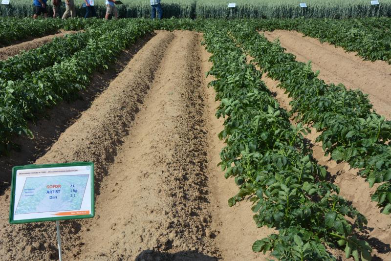 Efficace contre les chénopodes et le datura stramoine, Gofor sera associé  à d’autres partenaires selon la flore adventice rencontrée  pour un désherbage efficace des pommes de terre.