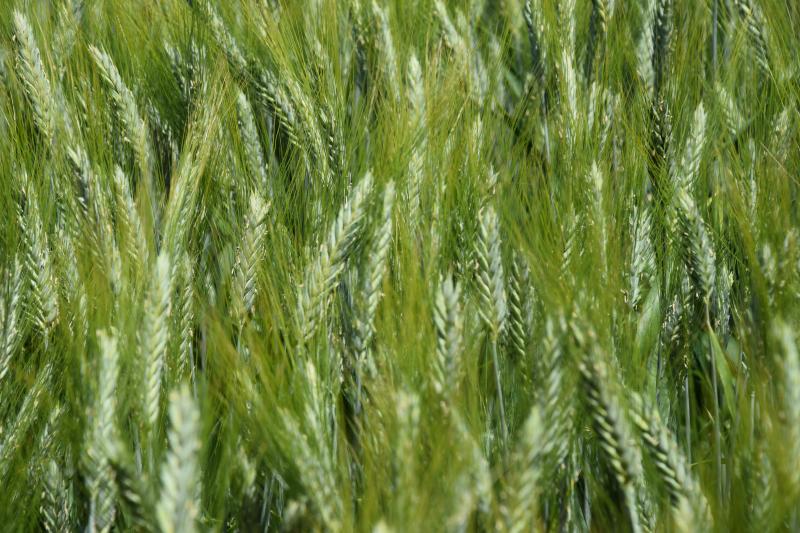 Le blé dur pourrait apporter des réponses  aux changements climatiques mais aussi  une diversification au sein des fermes  avec un produit à valeur ajoutée.
