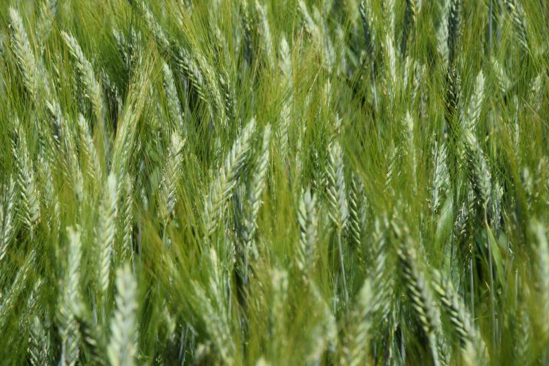 Le blé dur pourrait apporter des réponses aux changements climatiques mais aussi une diversification au sein des fermes avec un produit à valeur ajoutée.