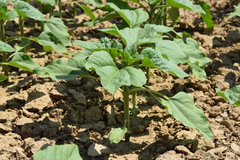 Chaque variété de tournesol testée est évaluée pour sa résistance au froid, sa vitesse de développement, sa vigueur juvénile, sa tolérance aux maladies, son rendement en huile et graines...