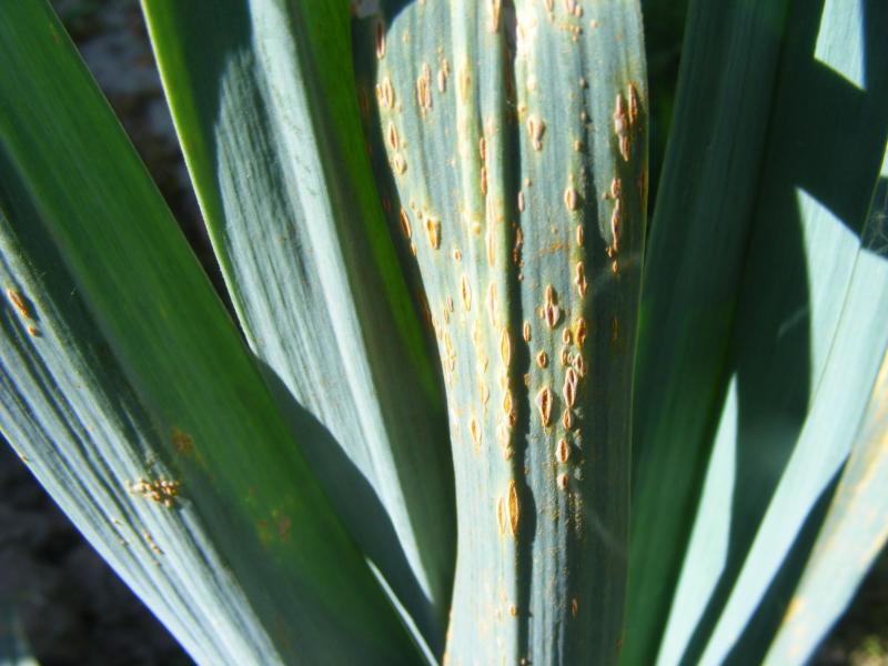 La rouille du poireau altère considérablement la présentation du feuillage.  Les nouvelles variétés, hybrides pour la plupart, apportent un progrès apprécié.
