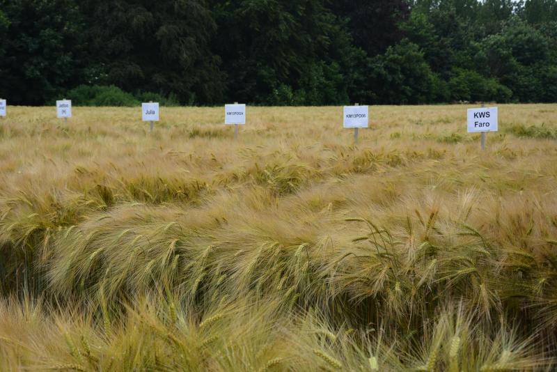 Pas moins de 36 variétés d’escourgeons figurent dans les essais, dont 11 nouveautés.