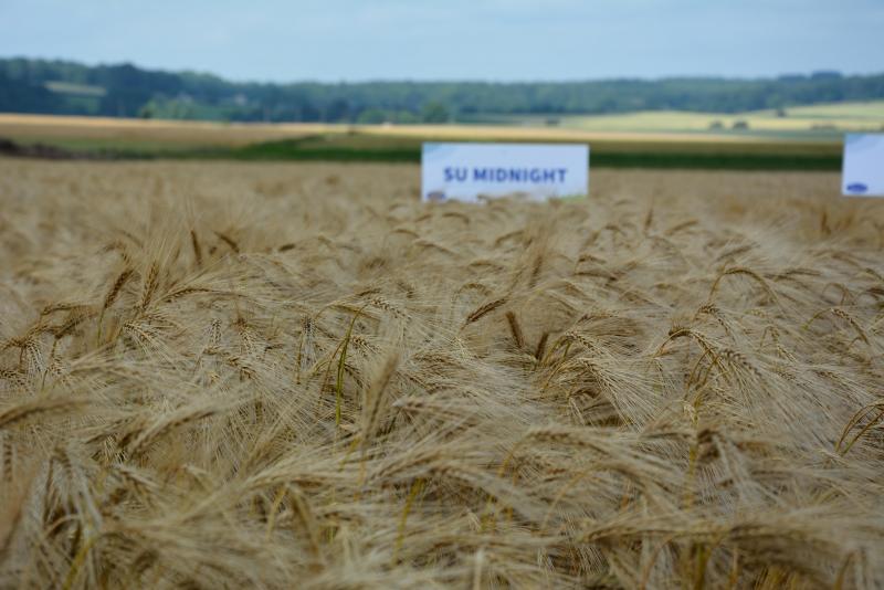 L’escourgeon SU Midnight, commercialisé pour la première fois à l’occasion des semis 2021,  se caractérise notamment par sa résistance aux types 1 et 2 du virus de la mosaïque.