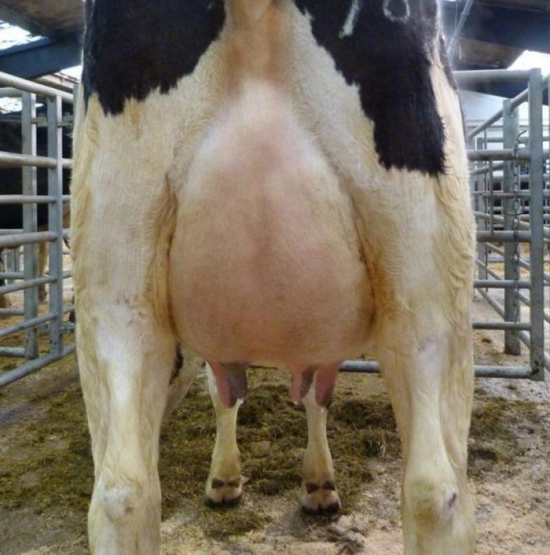 La conformation de la mamelle joue un rôle crucial dans le développement de la dermatite mammaire ulcérative. La suspension et la profondeur de la mamelle évoluent au cours  de la carrière de la vache laitière. C'est peut-être la raison pour laquelle  les vaches âgées sont plus sensibles à ces lésions.