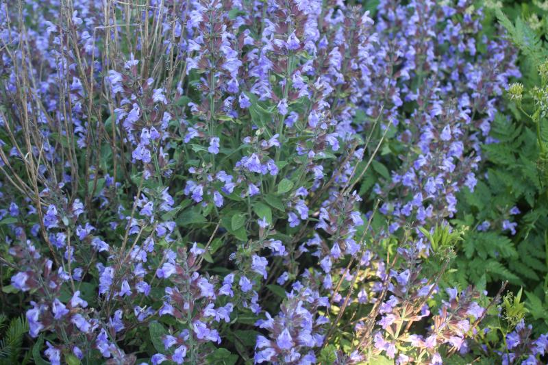 Les feuilles de sauge sont utilisées en infusions, gargarismes ou bains. Les fleurs sont mellifères.