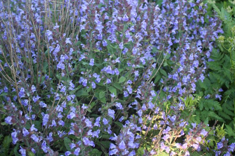 Récolte et conservation de la sauge officinale