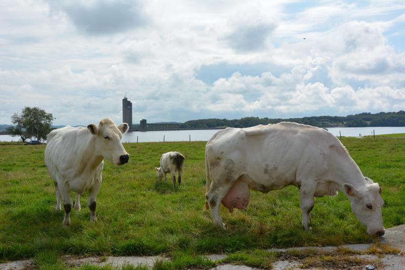 Aujourd’hui, seule une centaine d’agriculteurs élève encore  la Bleue Mixte en Wallonie et dans le Nord de la France.