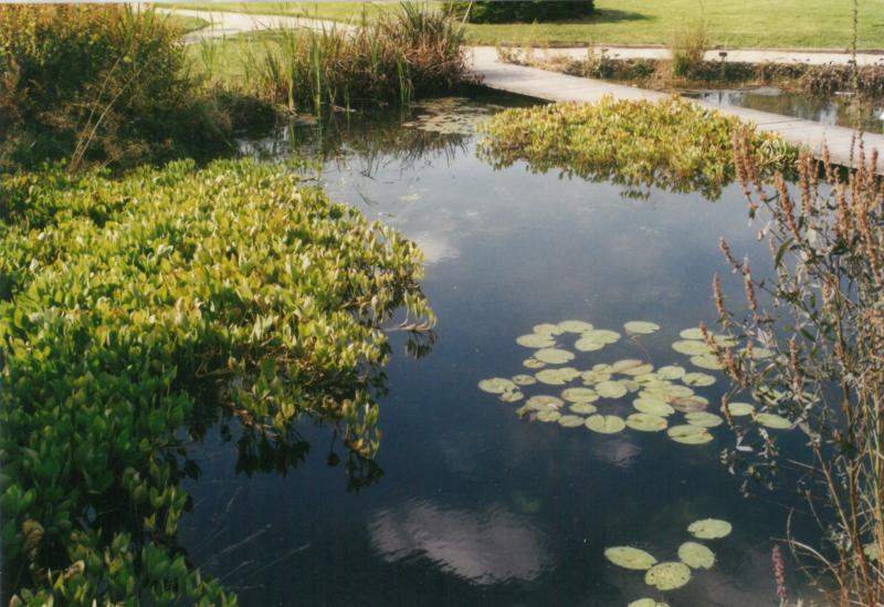 La présence d’une mare favorise l’équilibre biologique du verger.