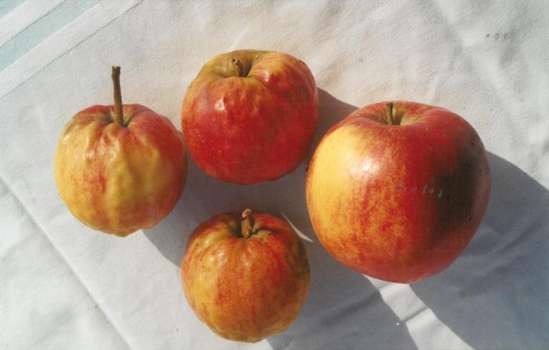 Le puceron cendré, responsable des dégâts ci-dessus sur Jonagold, peut être la cible des forficules et coccinelles.