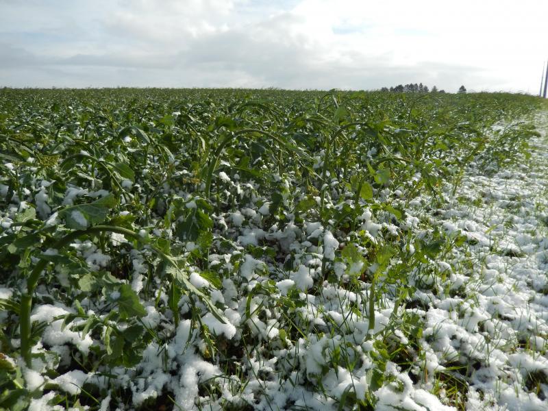 Effets du gel tardif et de la neige sur la culture de colza d'hiver.