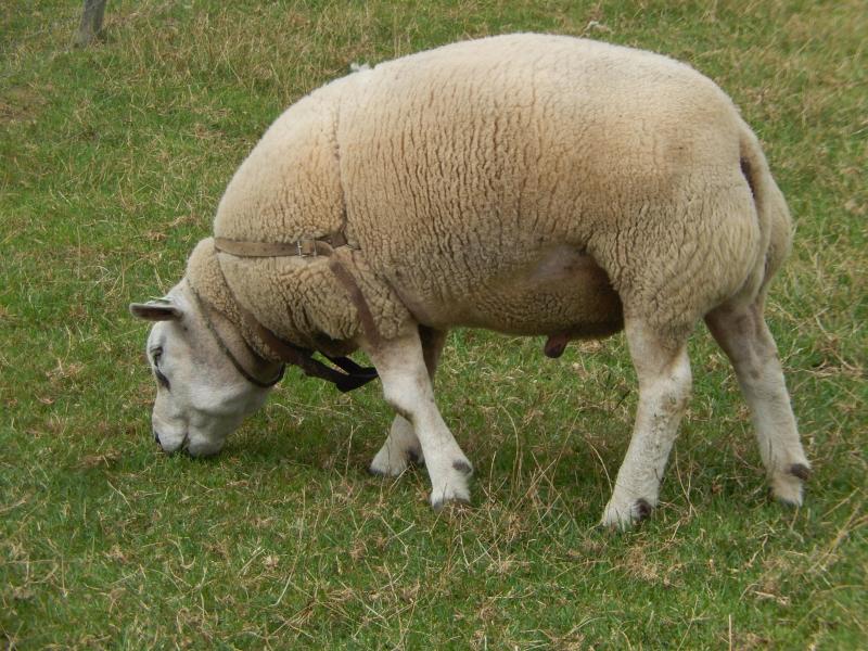 Garder un bélier plus de trois ans peut entraîner des problèmes de consanguinité. Il convient donc d’apporter une attention particulière au renouvellement des reproducteurs.