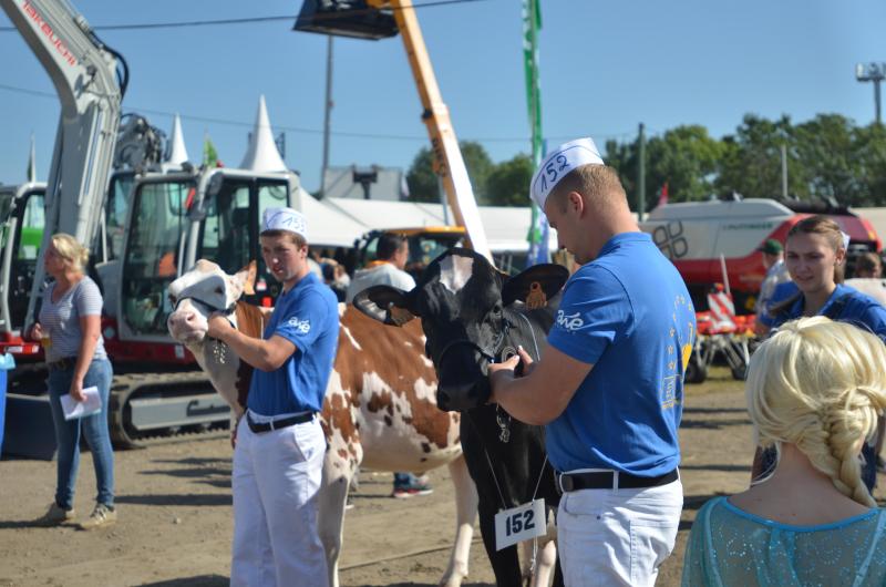 Faute de coronavirus, l’école européenne des jeunes éleveurs ne pourra se tenir. Elle sera toutefois remplacée par une présentation des différentes races bovines qui peuplent nos étables ainsi que par diverses démonstrations, de clippage notamment.