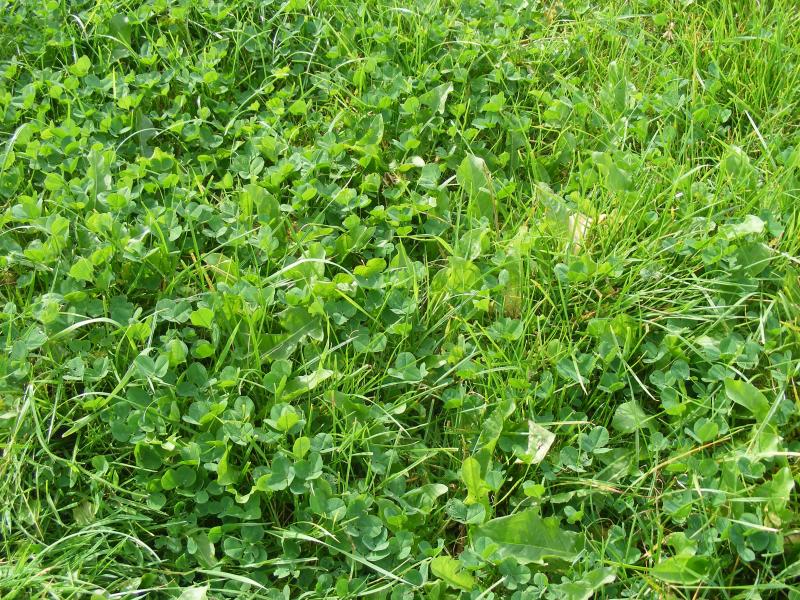 Les mélanges graminées-légumineuses peuvent apporter une bonne couverture du sol, une masse racinaire importante, une masse foliaire moyenne.