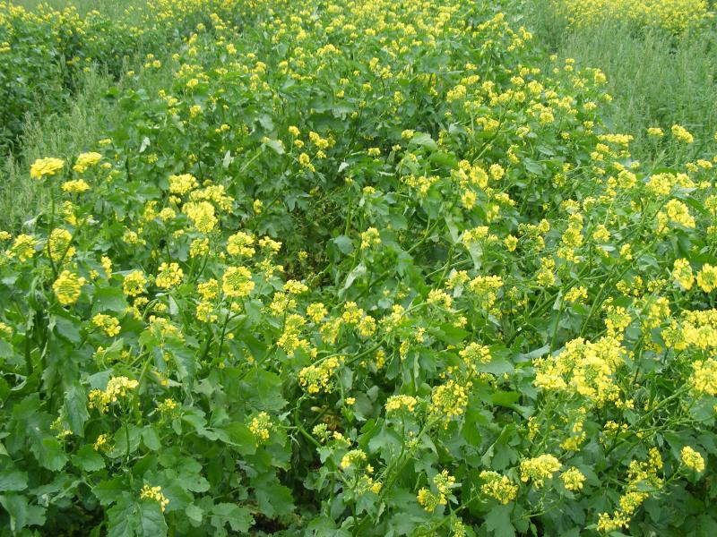 La moutarde est un engrais vert classique. Elle peut être fauchée et incorporée au sol  sur place, fauchée et déplacée sur un autre endroit du potager ou encore  compostée alors qu'elle n'a pas encore été détruite par le gel.