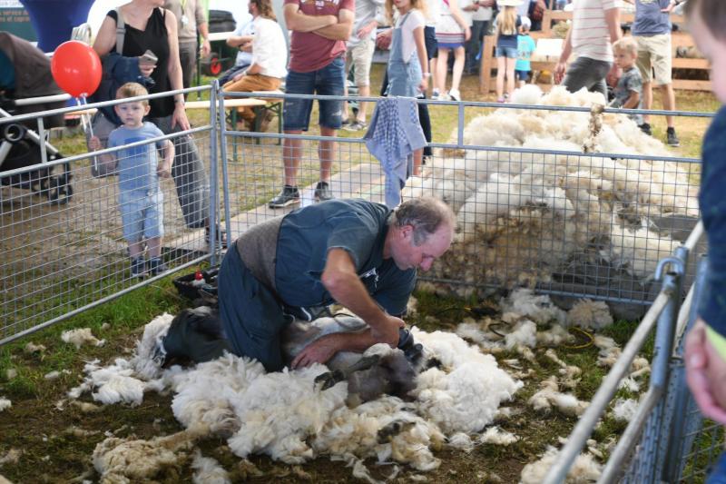 Cette année, outre l’exposition de bovins de diverses races, le pôle ovin était bien représenté avec ces différents concours et démonstrations diverses (ici, de tonte de moutons).