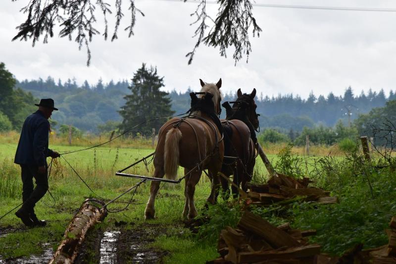 Deux chevaux attelés en flèche pour le débusquage; une spécialité de Jean-Paul Moureau.