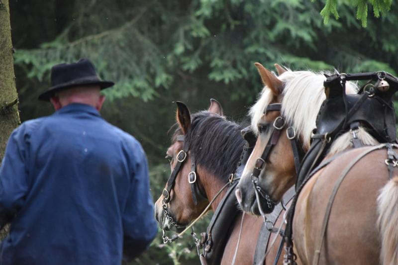 Le regard attentionné des chevaux vers leur meneur traduit une grande proximité mutuelle.