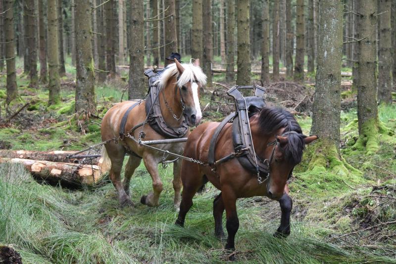 Le petit gabarit de ces chevaux de trait n'enlève rien à leur force, leur énergie et leur bravoure.