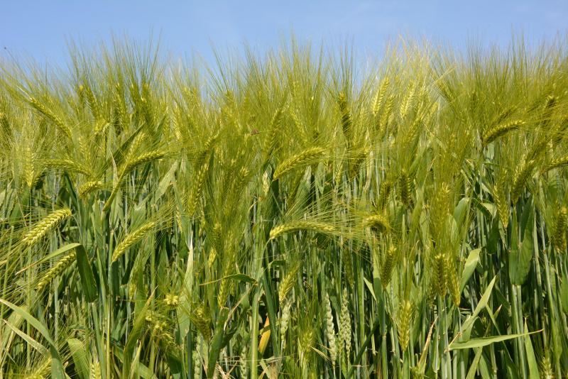 Pour la saison 2020-2021, les escourgeons ont montré des résultats très médiocres en terme du poids à l’hl et de poids de 1.000 grains. Cela s’explique par un mauvais remplissage  des grains lié aux averses et au manque de lumière à partir de la mi-juin.