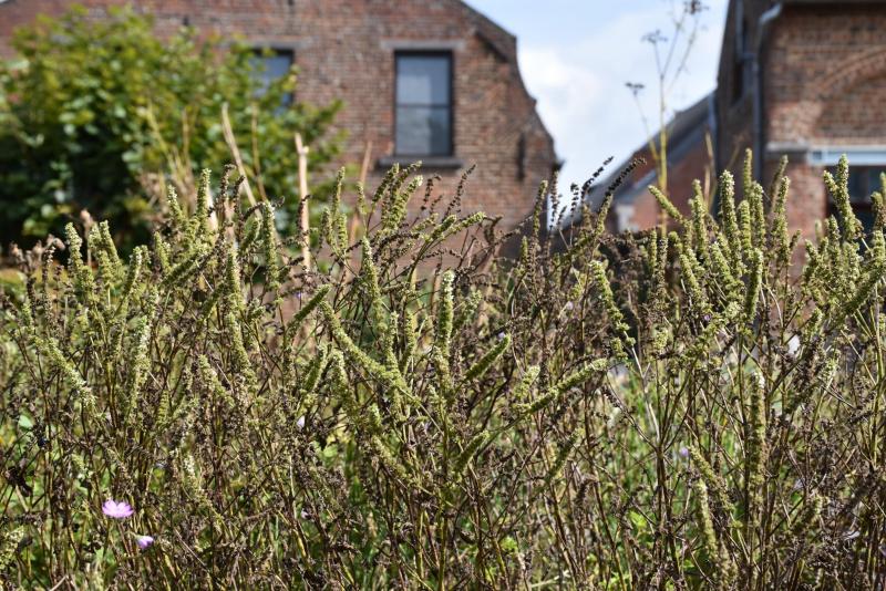Silly, la ville qui «se mange» : on y retrouve un peu partout  des bacs de plantes aromatiques en libre accès.