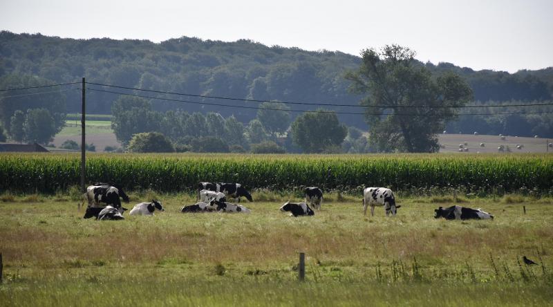 A côté des laitières, Xavier et Valérie projettent d’introduire progressivement  une race rustique pour faciliter le passage en bio.