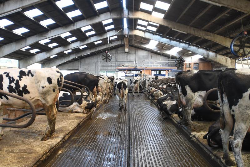 Les robots permettent une traite volontaire. Les vaches y vont d’elles-mêmes quand elles le souhaitent. Les animaux y sont plus calmes.