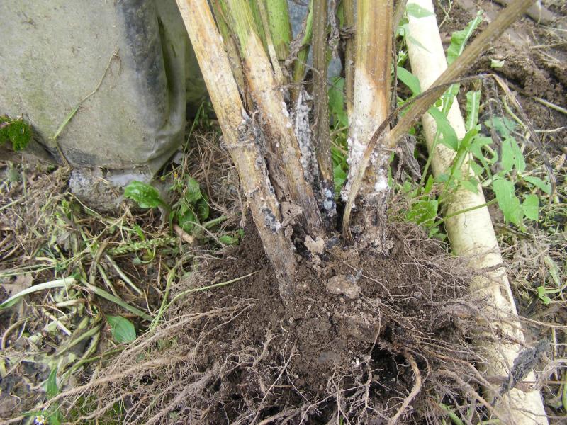 Le topinambour est atteint par très peu de maladies dans notre région. Pourtant, les sclerotinioses font exception et sont capable de détruire la plante depuis sa base.