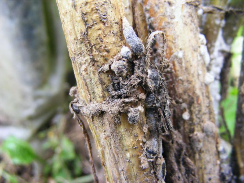 Sur un pied de topinambour, on observe d'abord le mycélium dense et blanc  du champignon. Celui-ci concentre une masse blanche de plusieurs mm de diamètres.  Après quelques jours, cette masse évolue en un sclérote noir.