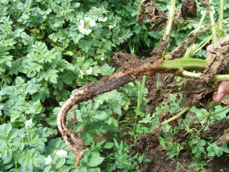En terres maraîchères, les cultures hâtives ont plus de risque de souffrir d'excès d'humidité et de températures basses. Nous voyons des dégâts de Rhizoctone brun sur pomme de terre primeur. La production de tubercules aériens est une conséquence de la maladie.