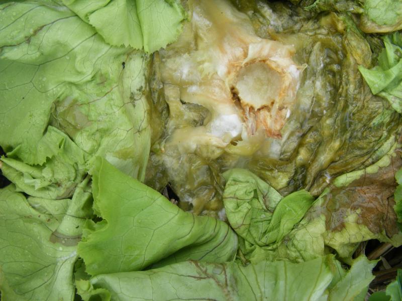 Les champignons du genre Sclérotinia sont fort présents depuis plusieurs semaines sur haricots et sur racines de chicon. Nous les retrouvons aussi sur pas mal d’autres cultures comme les laitues (notre photo) et les chicorées frisées et scaroles. Les conditions météorologiques de l’automne 2020 avaient déjà été très favorables à ce développement. Celles de cette fin d’été le sont à nouveau.